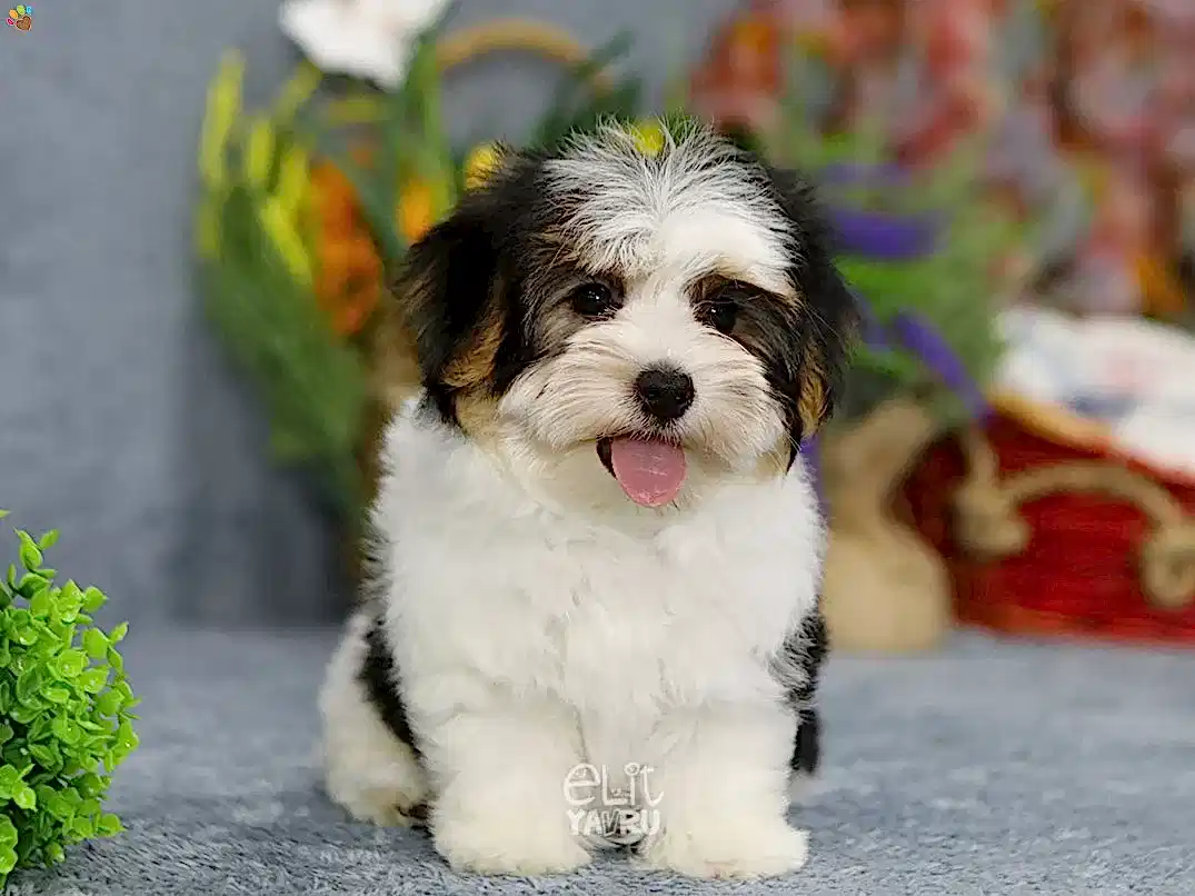 Morkie Nimsy 2