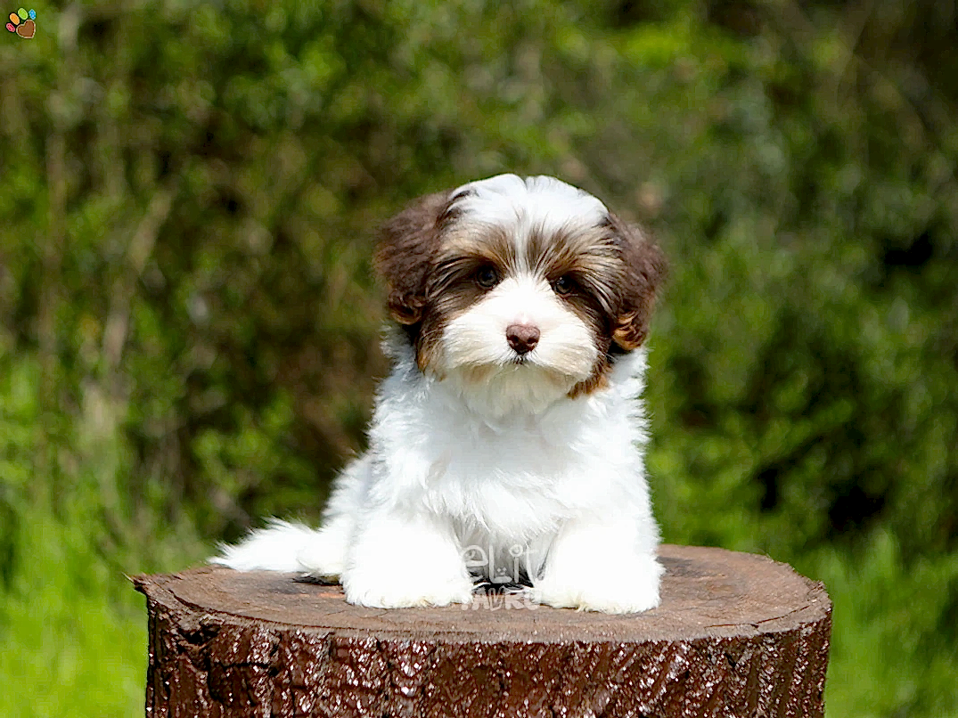 Morkie Oreo