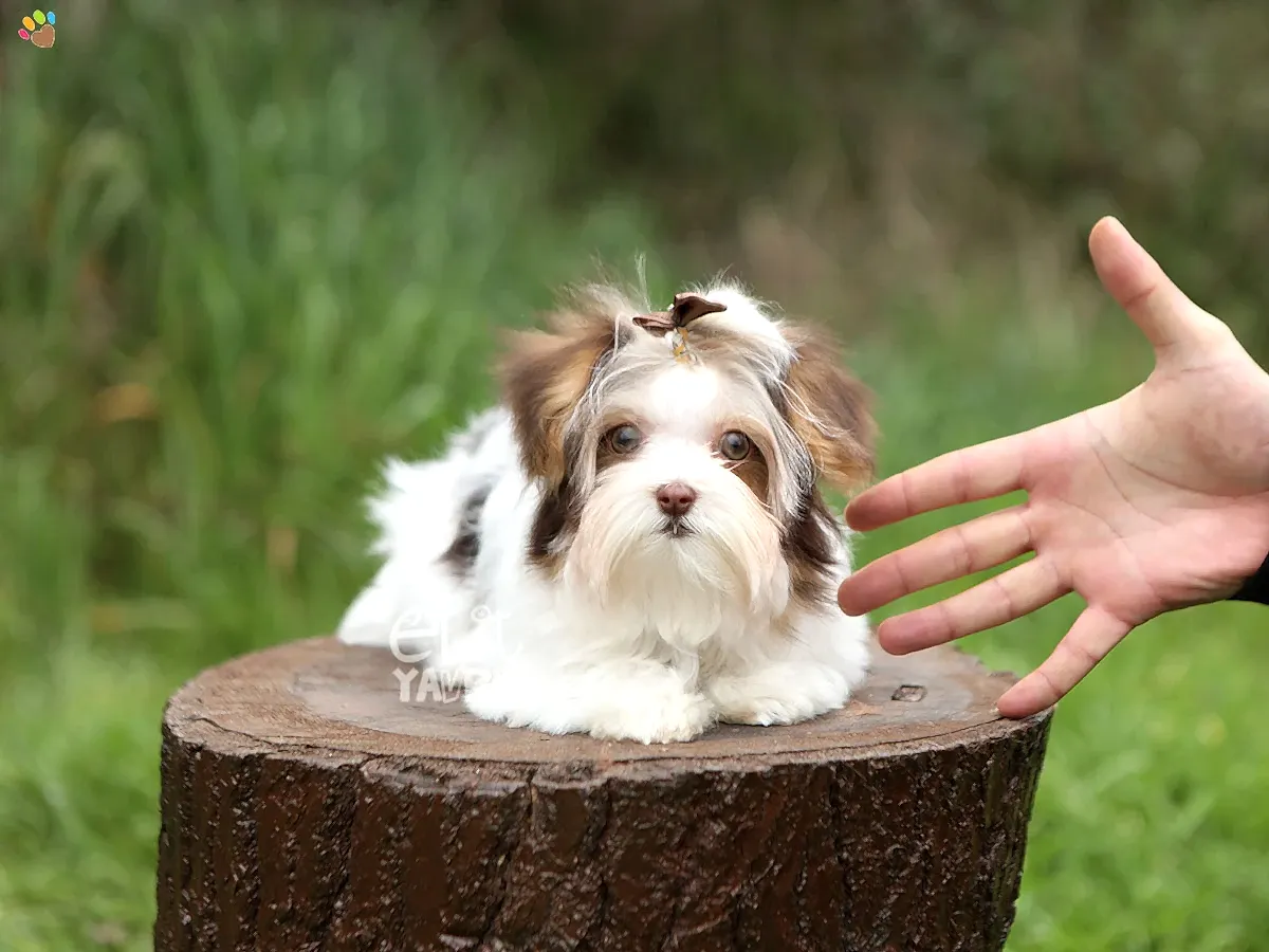 Morkie Sissy