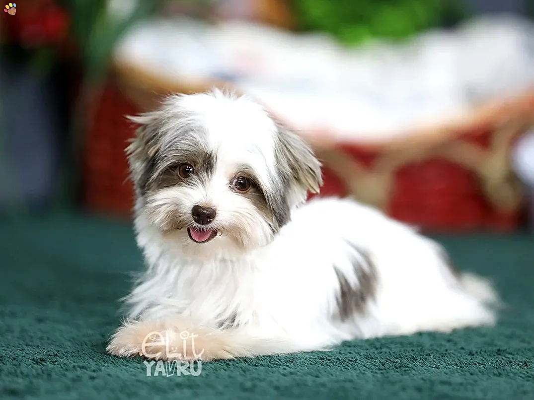 Morkie Stella