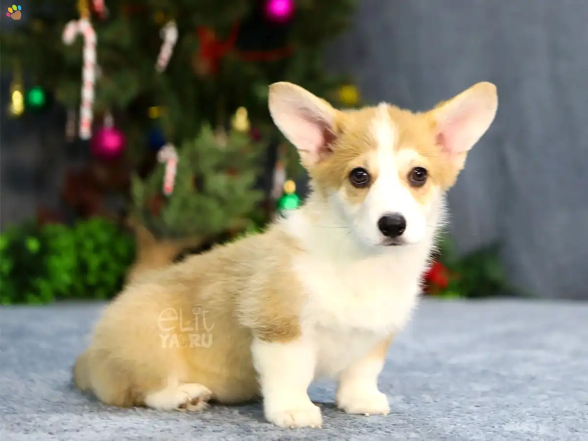 Pembroke Welsh Corgi Chanel