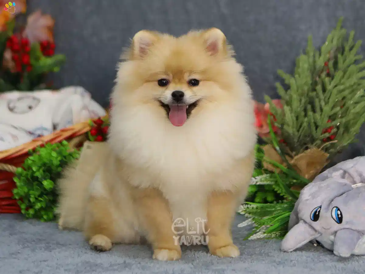 Pomeranian Atos