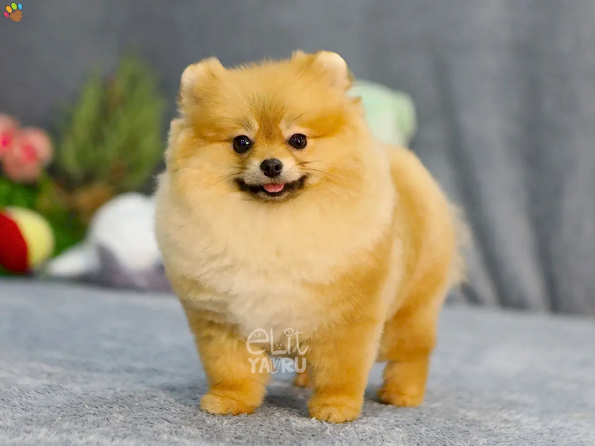 Pomeranian Julia