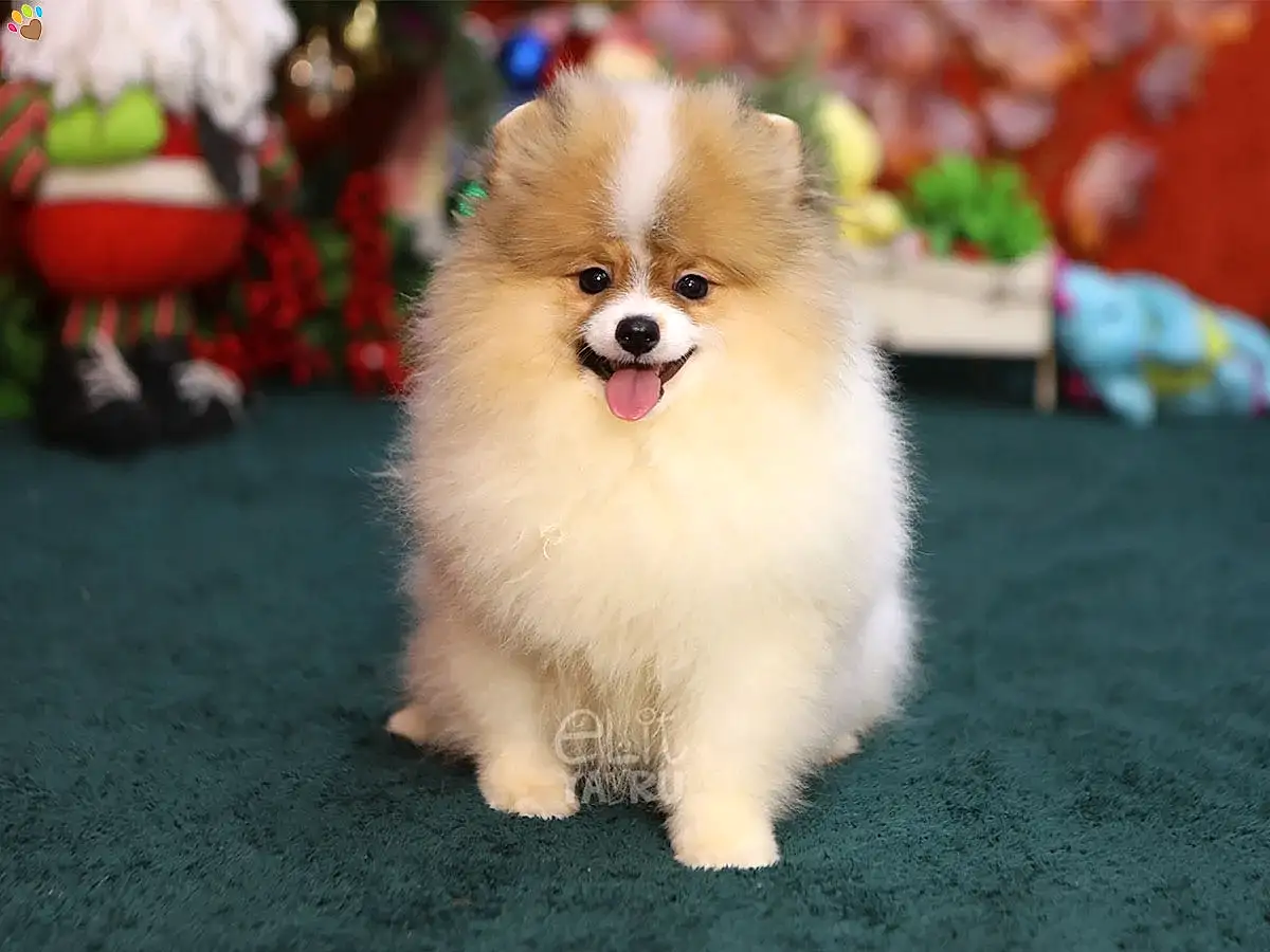 Pomeranian Pawpaw