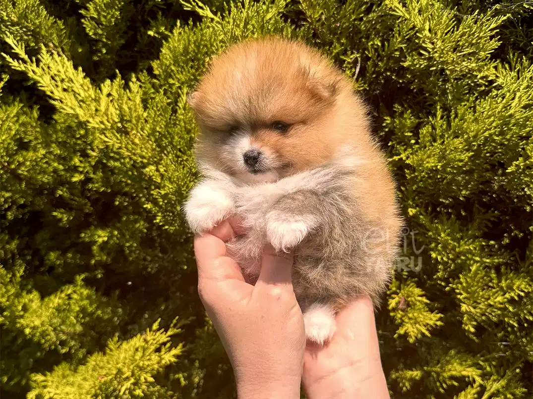 Pomeranian Simba