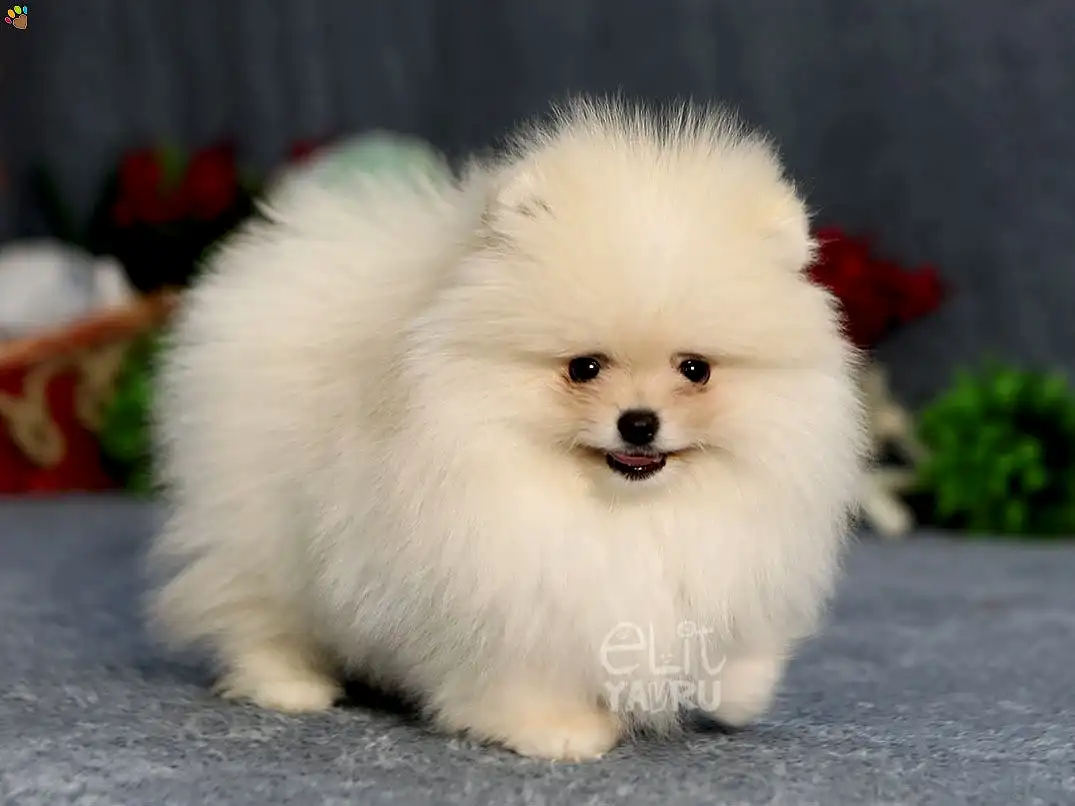 Pomeranian Strom