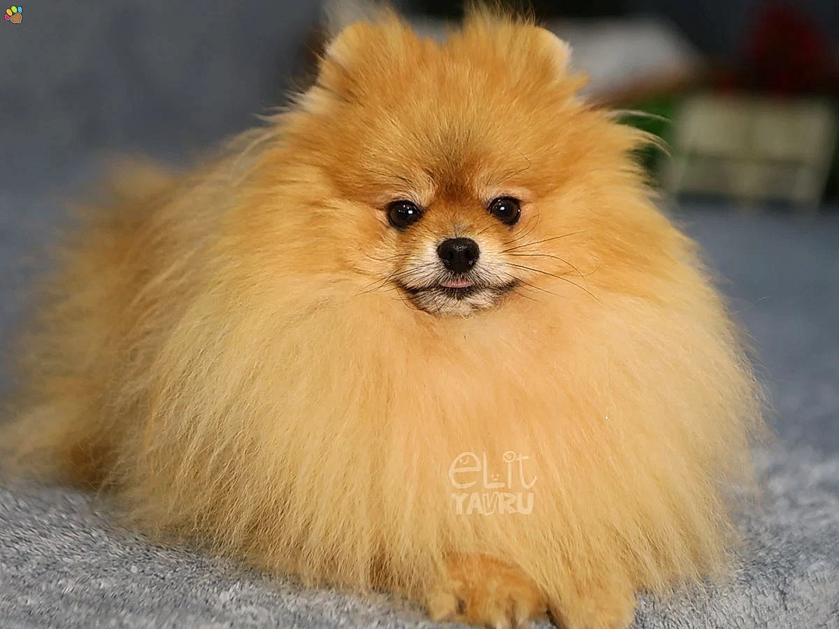 Pomeranian Waffles