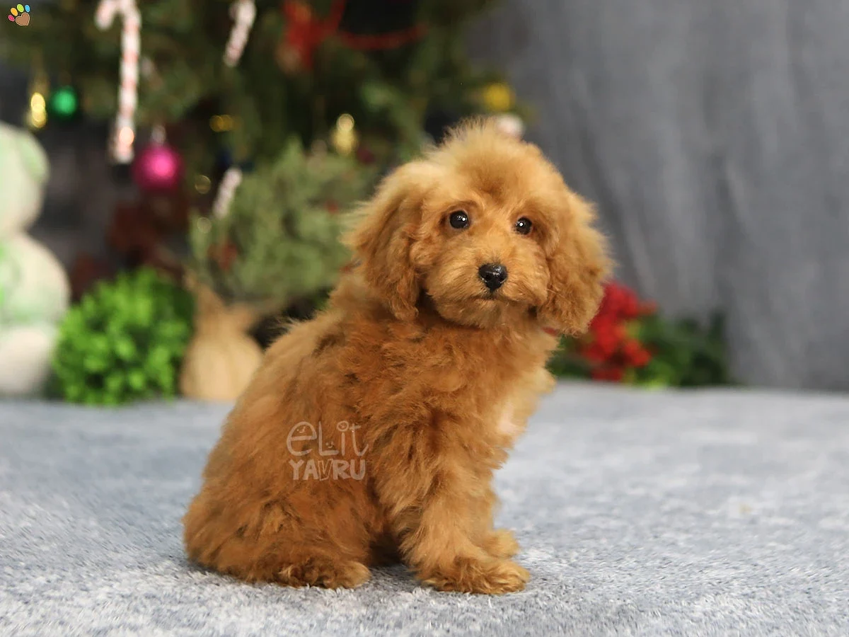 Poodle Eva