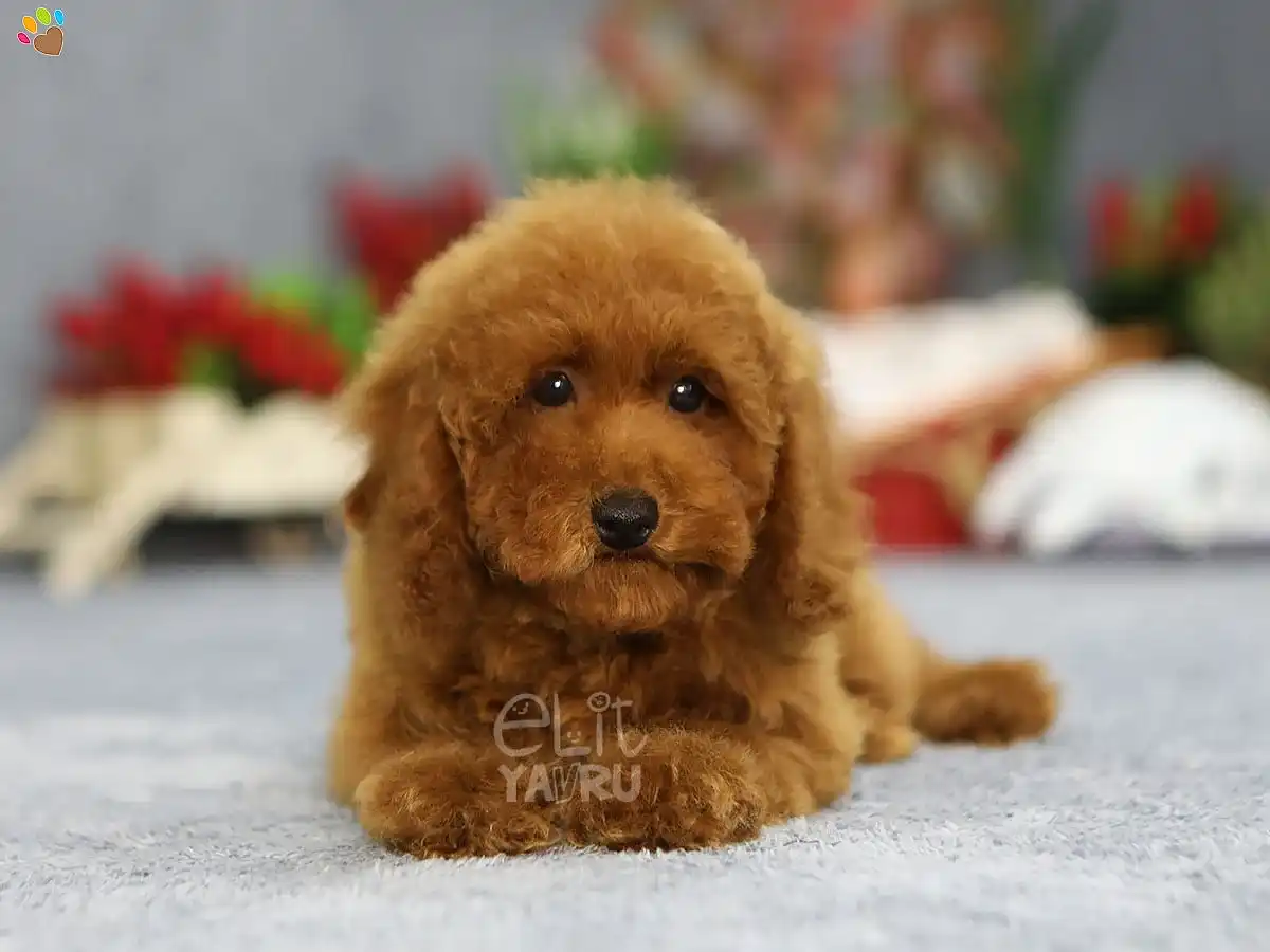 Poodle Luka