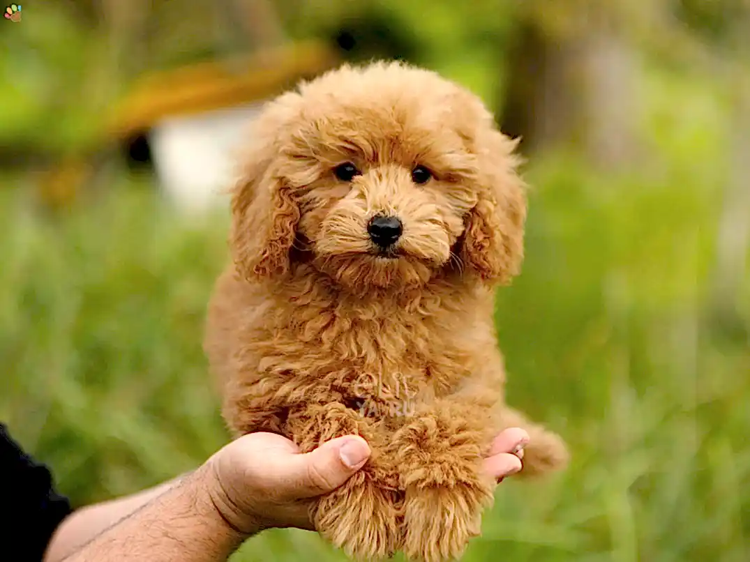 Poodle Penny