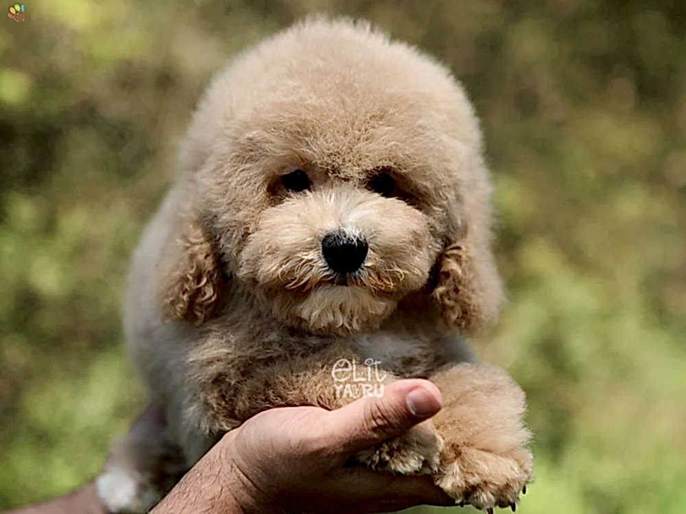 Poodle Pete