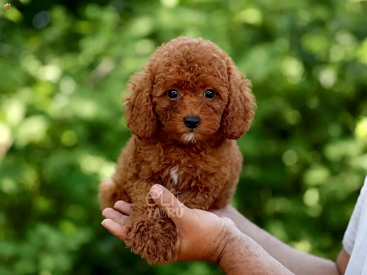 Poodle Pluto