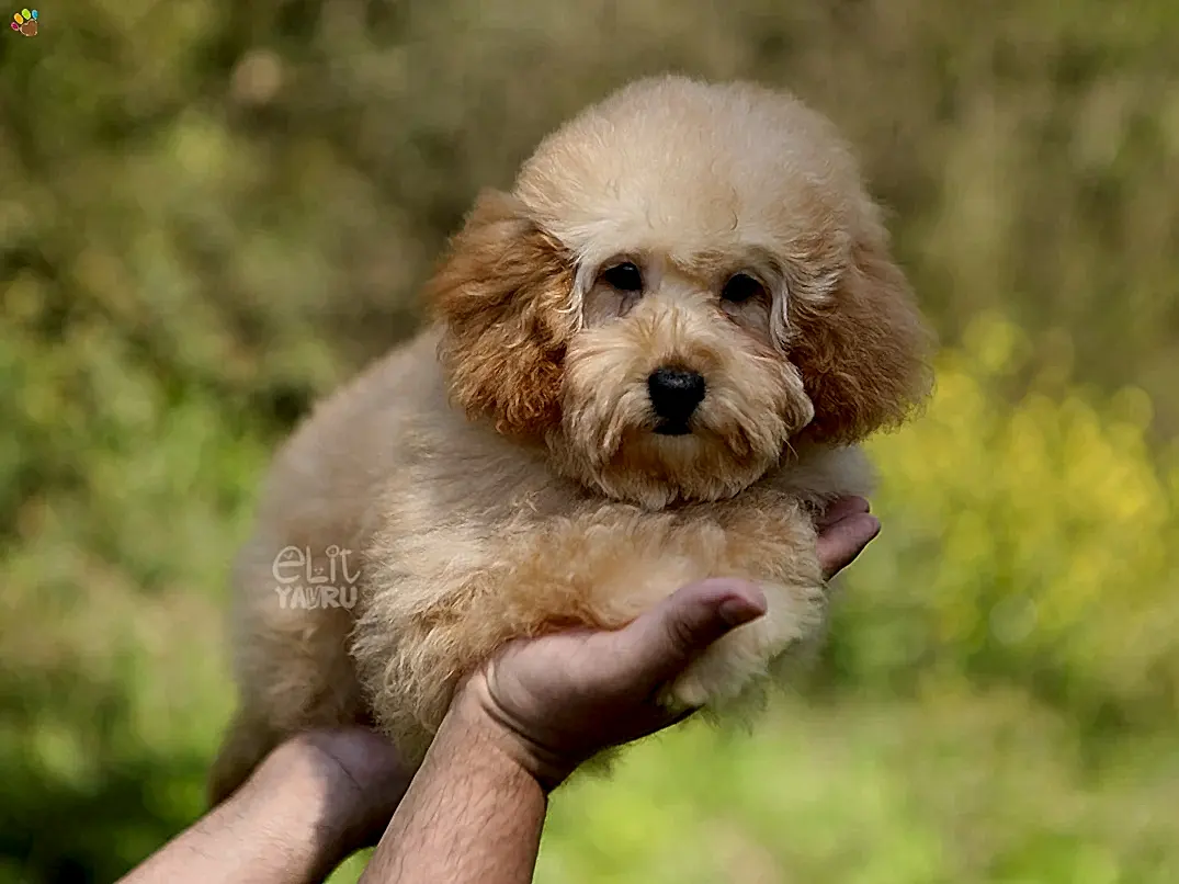 Poodle Ralph