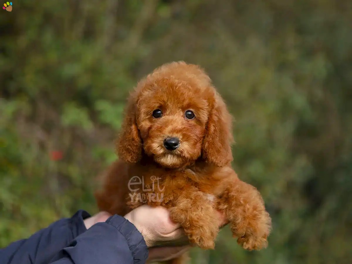 Poodle Ricky