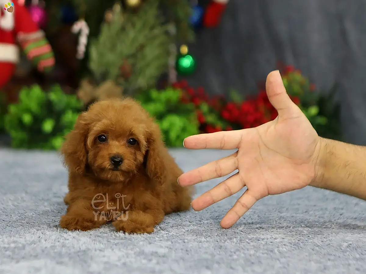 Poodle Sandy
