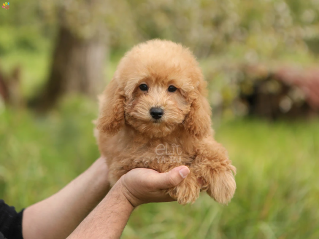 Poodle Shophie