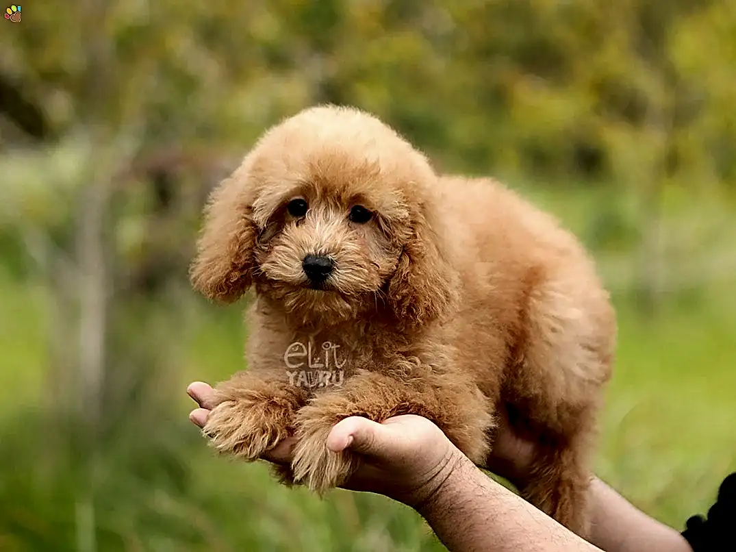Poodle Shophie 1