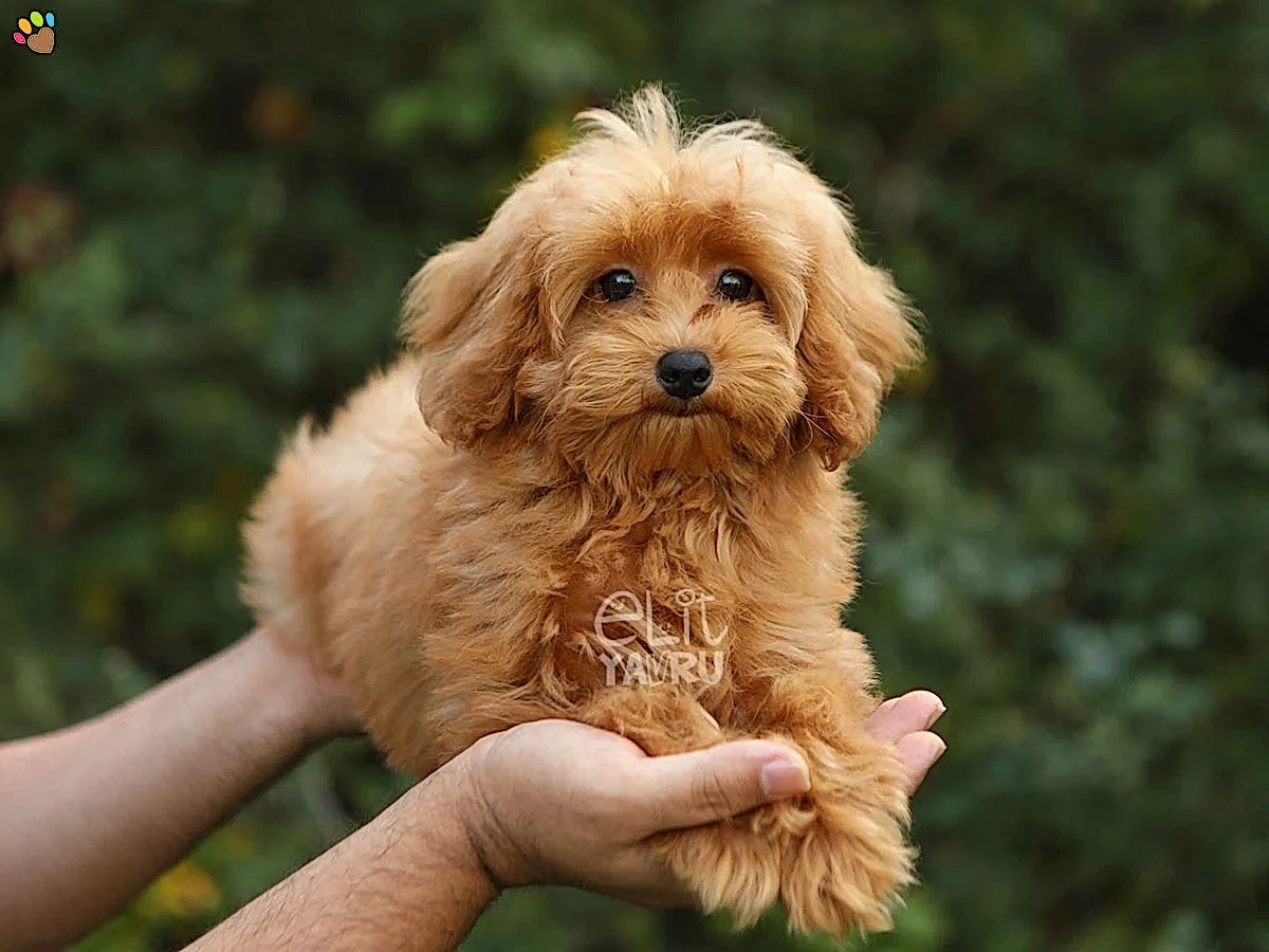 Maltipoo Mary