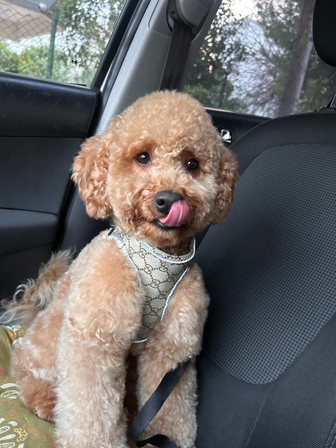 Poodle Eş Arıyoruz