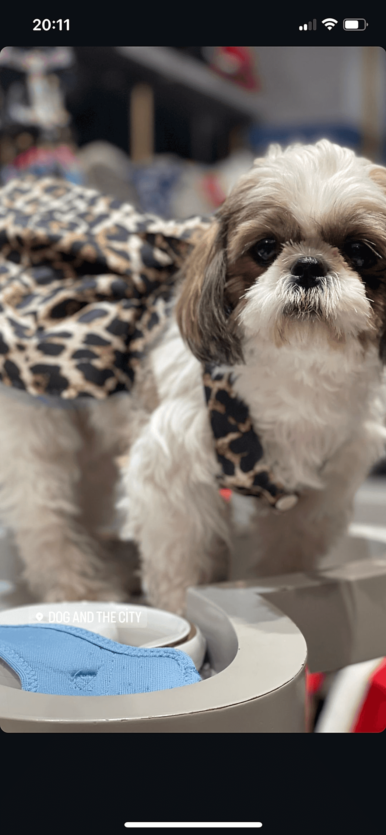 Shih tzu Dişi