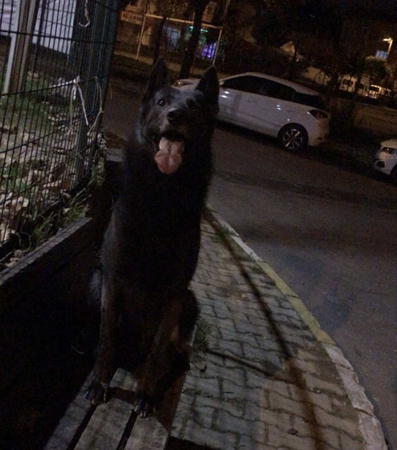 Black Alman Kurdu oğlumuza eş arıyoruz