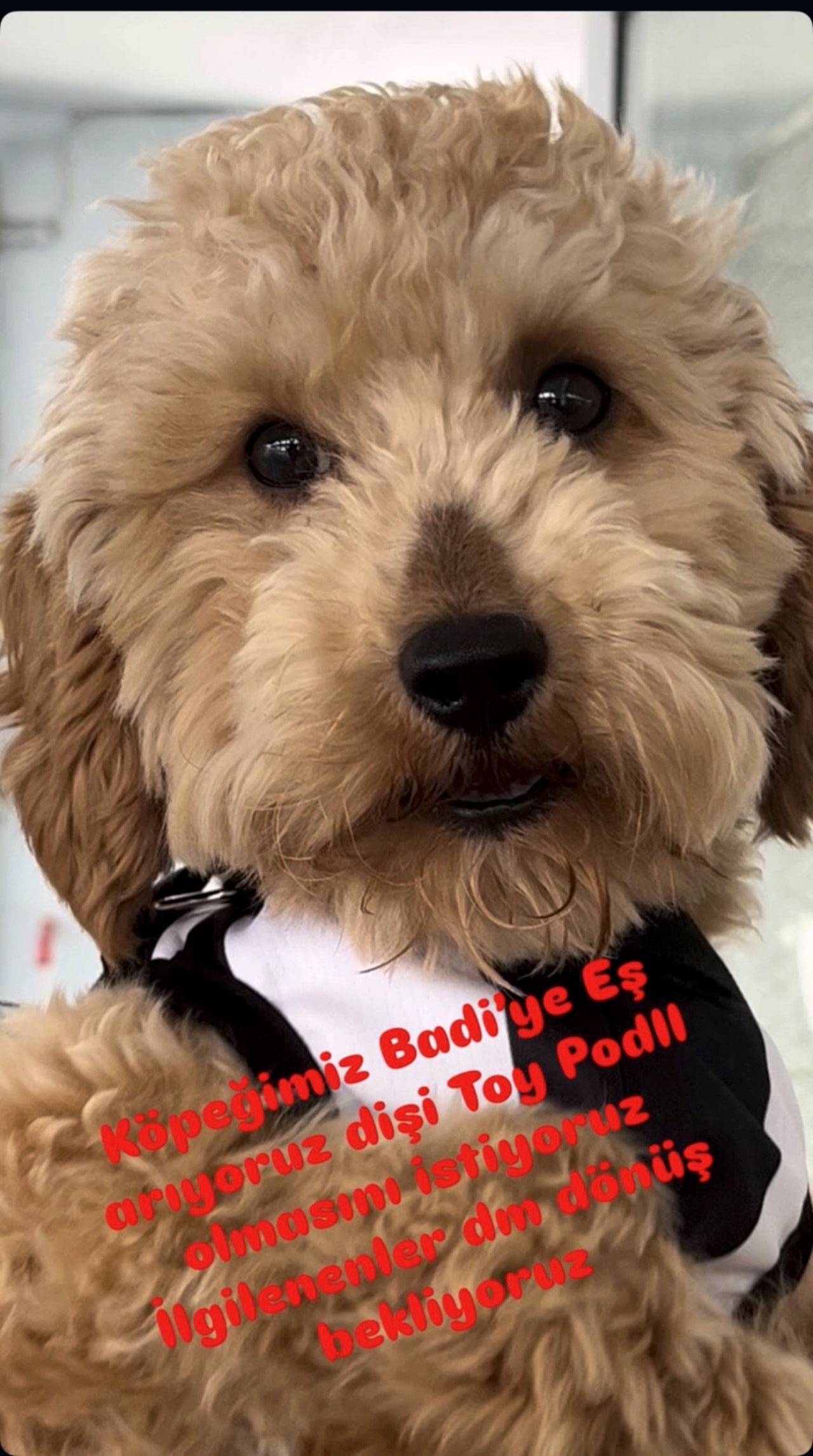 TOY PODLL KÖPEĞİMİZE DİŞİ TOY PODLL EŞ ARIYORUZ