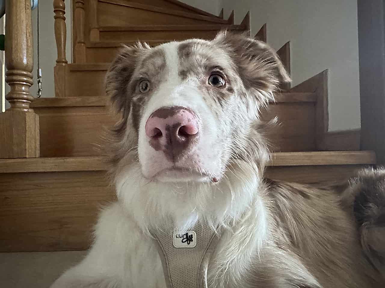 Red merle border collie oglumuz dobbye es ariyoruz