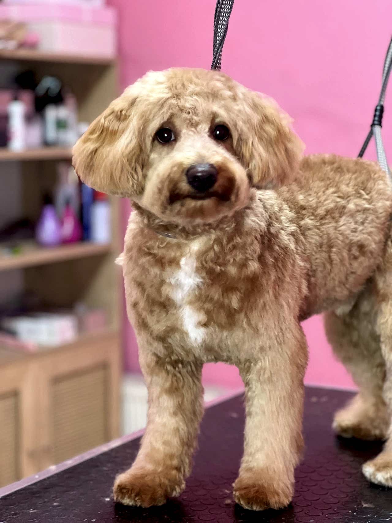 Poodle Oğlumuza Eş Arıyoruz