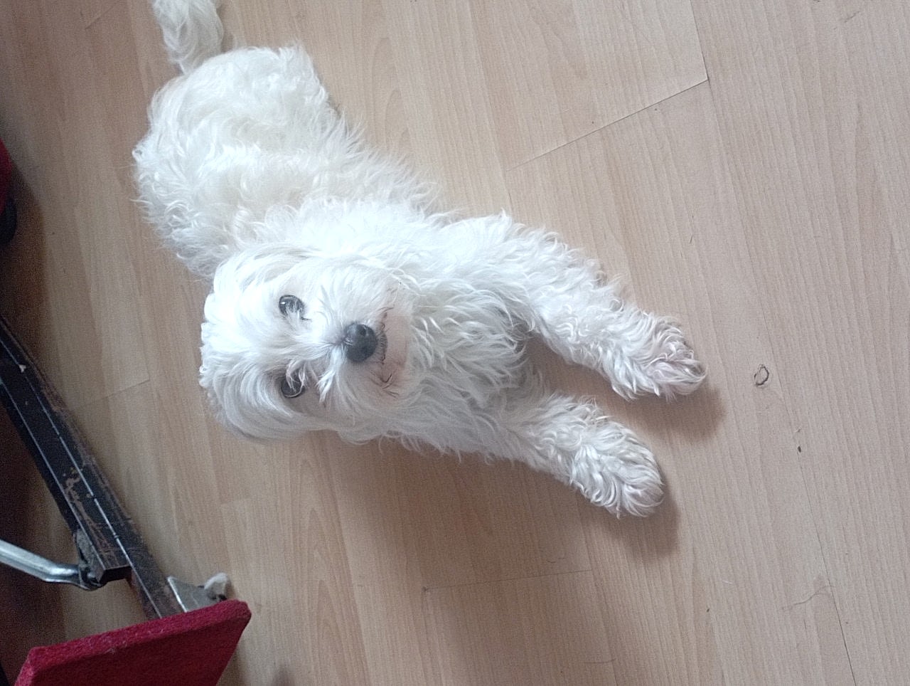 Maltese terrier oğluma eş arıyorum