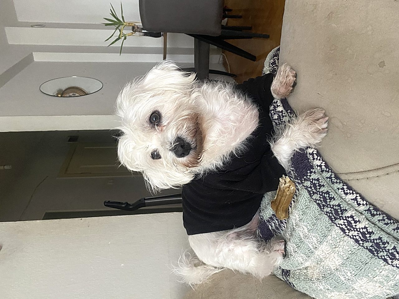 Puppy