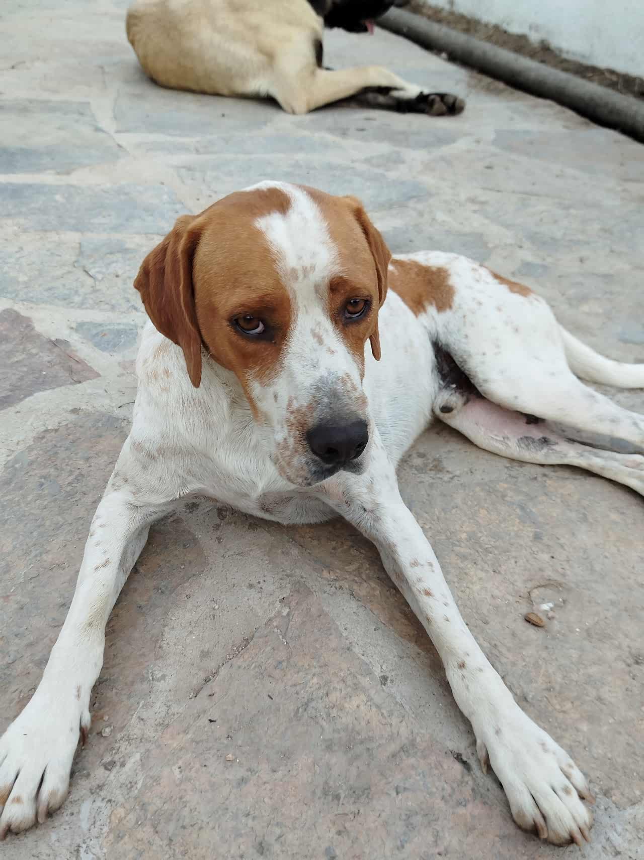 Boris