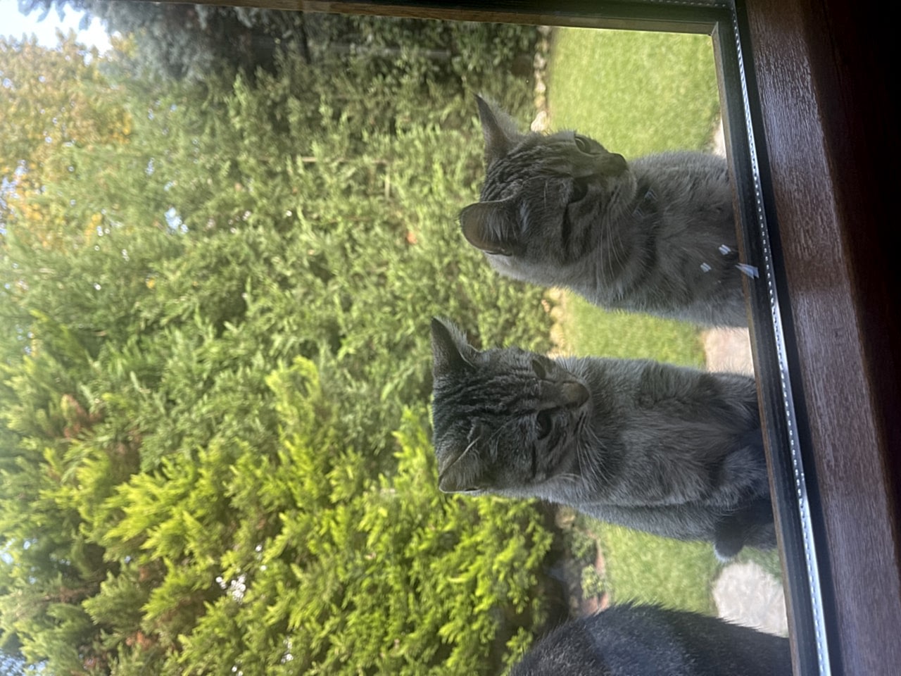 Kedi
