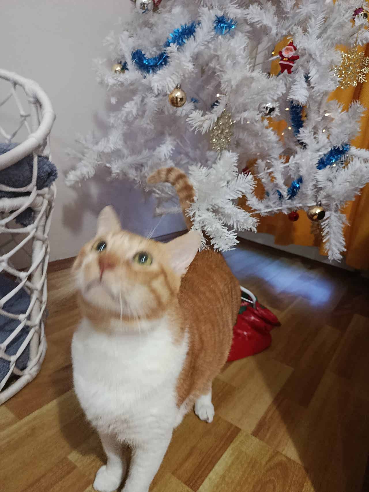 Hayri