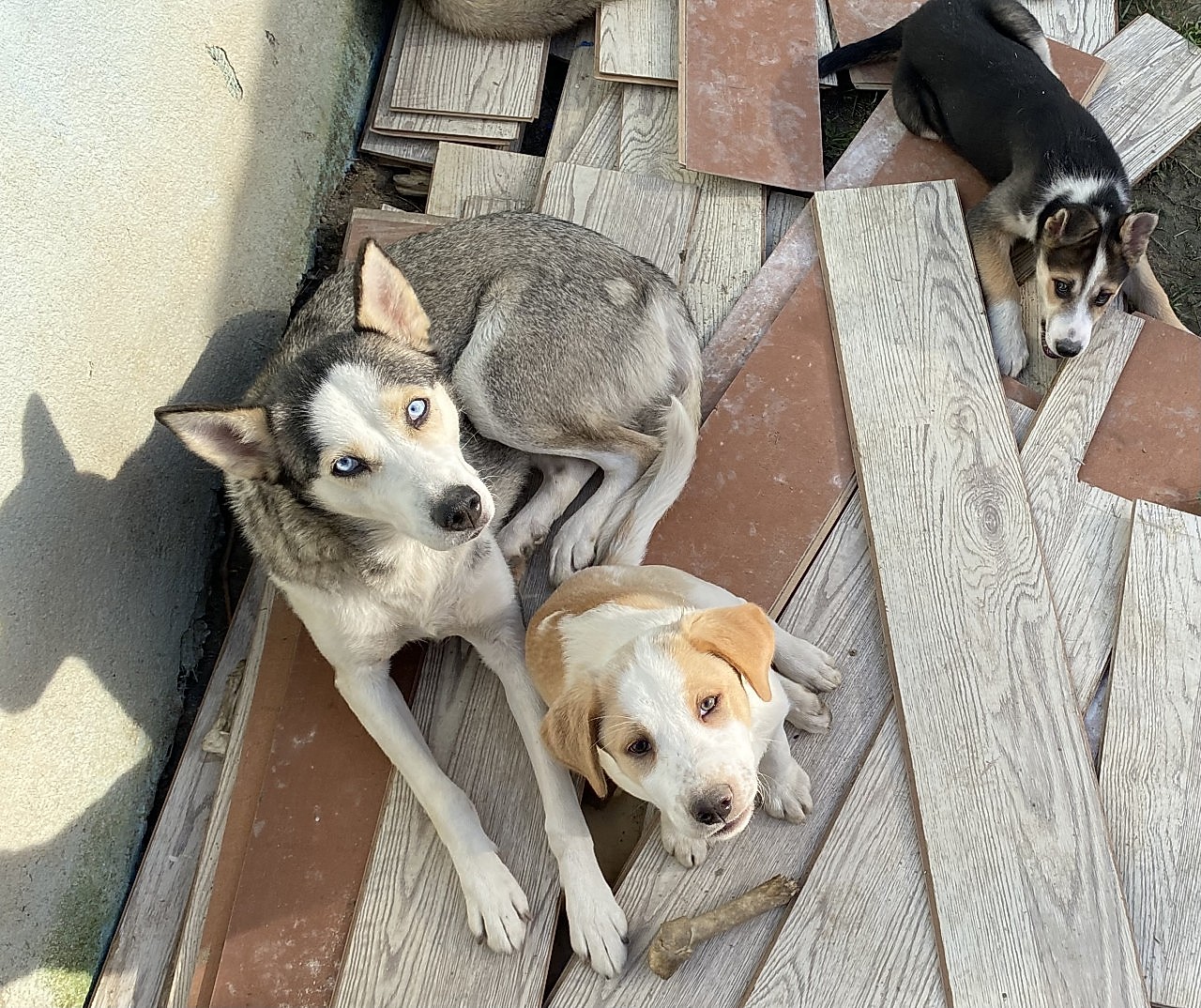 HUSKY KIRMASI BEBEKLER