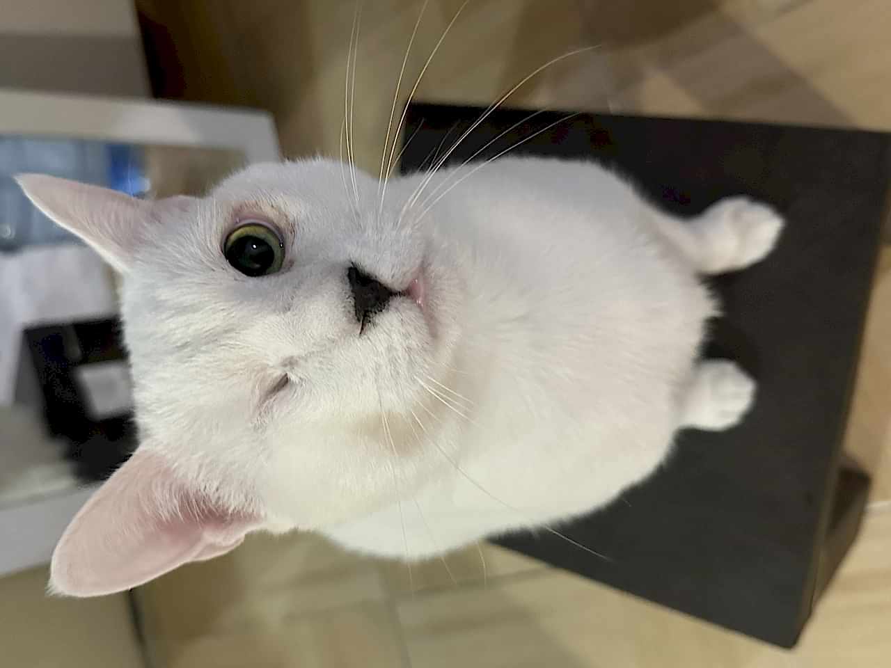 Odin