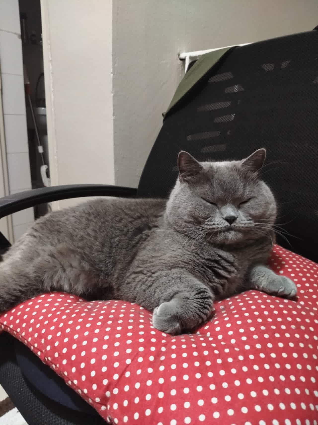 Tosun ve Kara