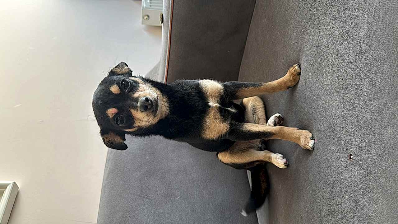 Şila