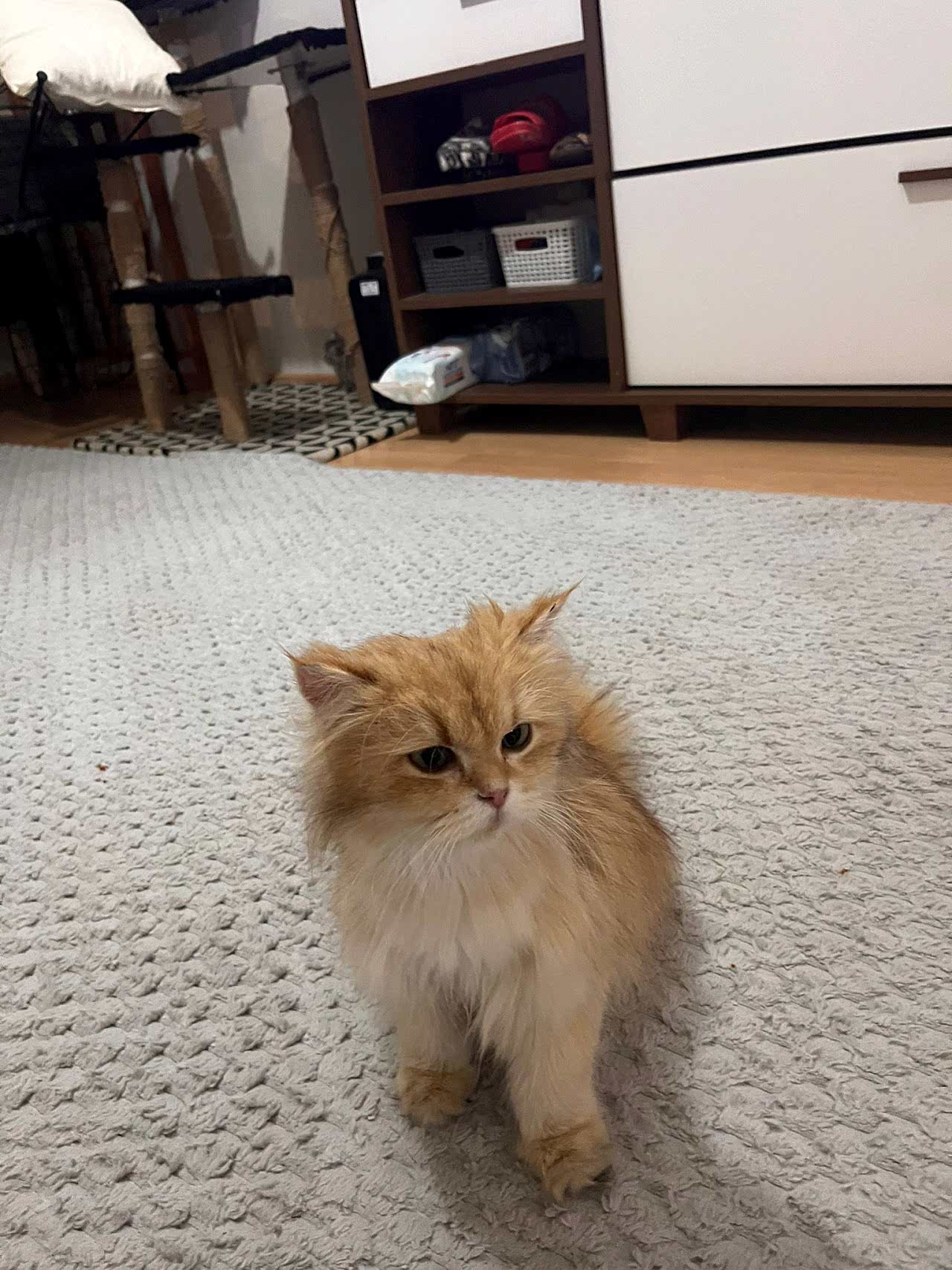 Çikooo