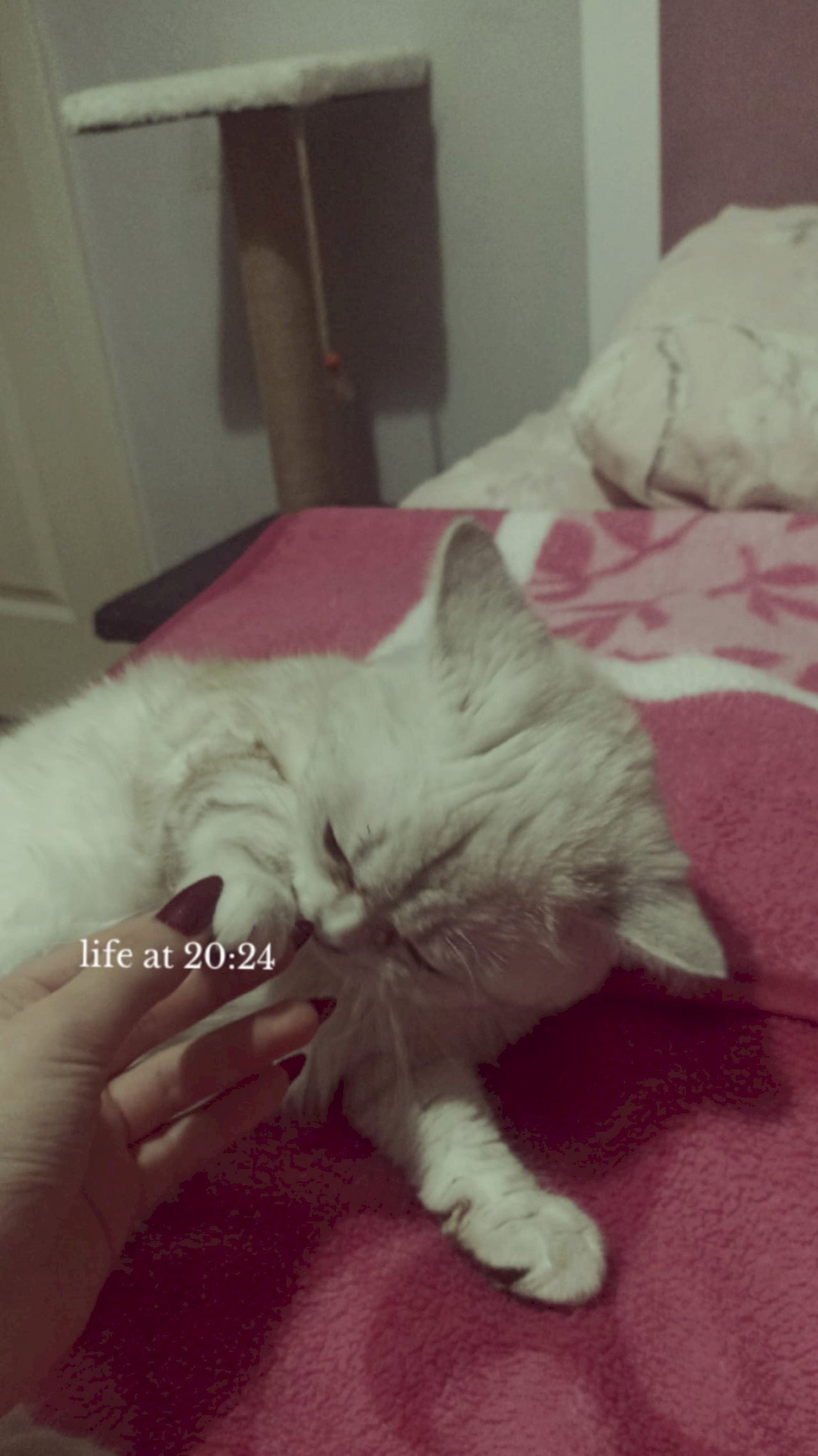 Pamuk