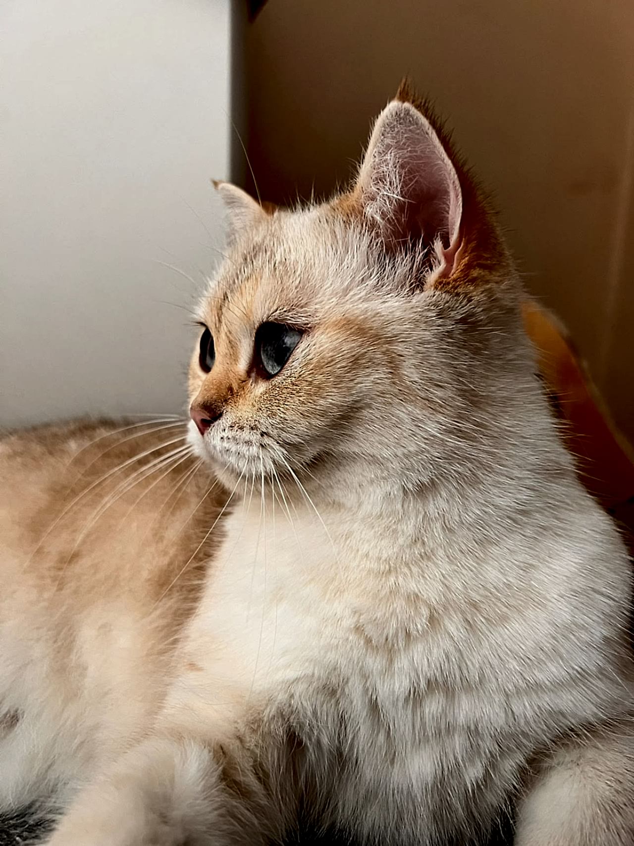 Boncuk